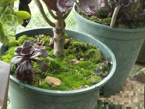 花盆长出这4种东西，别犹豫，赶紧换土