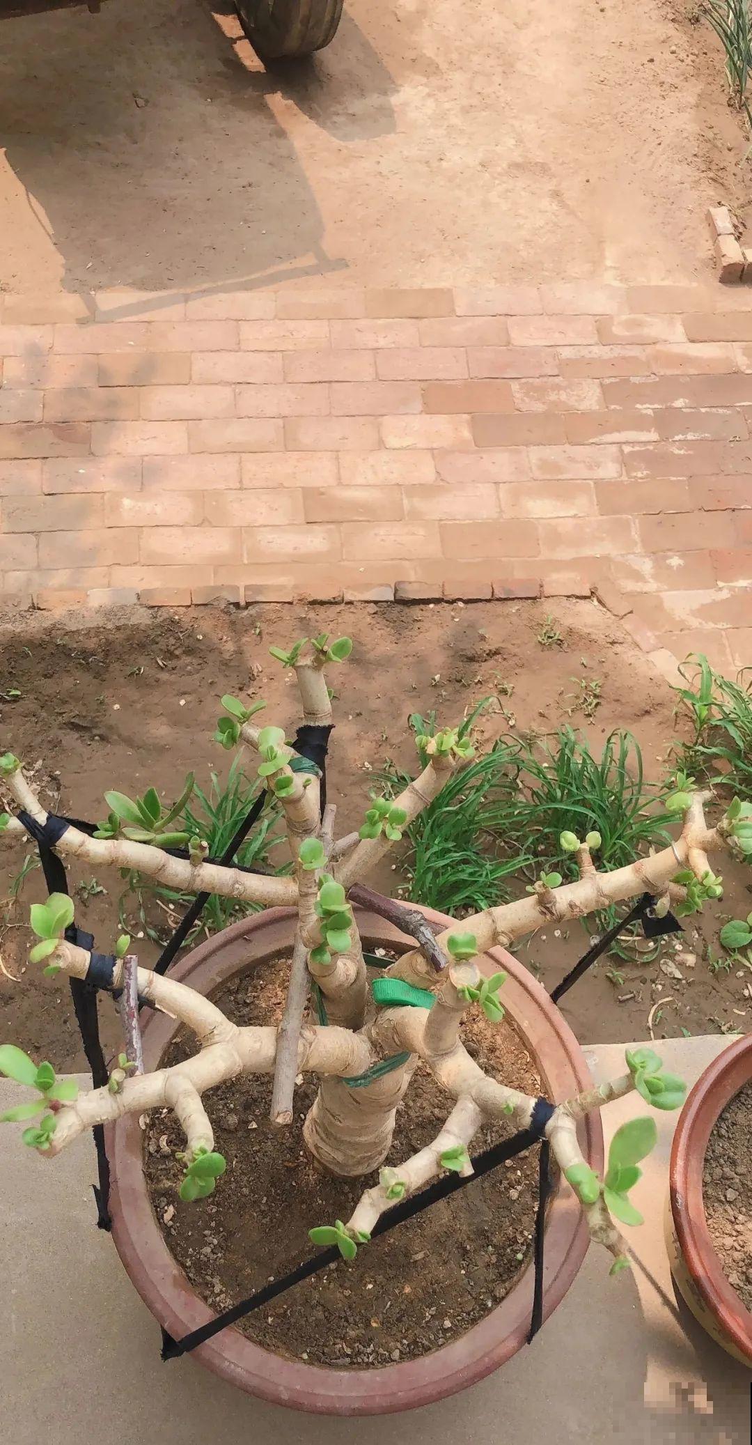 9种花,夏天剃个小平头,平平稳稳度夏天 9种花,夏天剃个小平头,平平稳稳度夏天