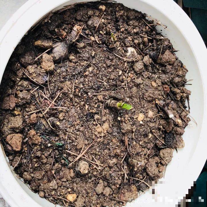 这花3年没浇水，却疯长得把盆撑爆，懒人福利啊！