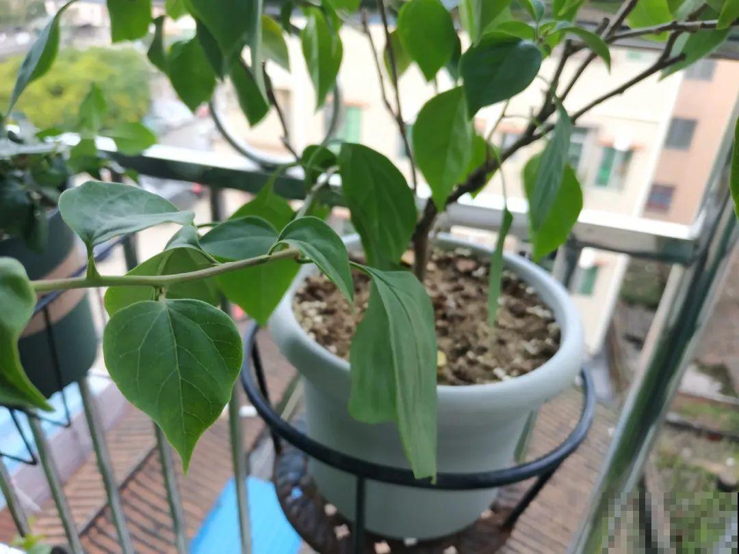 不用施肥打药,这花旱它几个月,疯狂爆花! 不用施肥打药,这花旱它几个月,疯狂爆花!