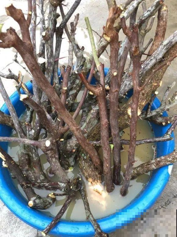 6种花扦插,杆子越粗越好活,根长成大扫把! 6种花扦插,杆子越粗越好活,根长成大扫把!