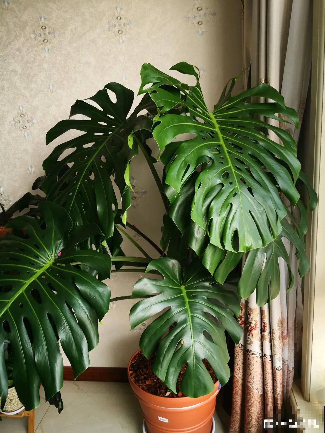 超耐阴的大叶植物，摆客厅吸废气，养一棵家里变森林！