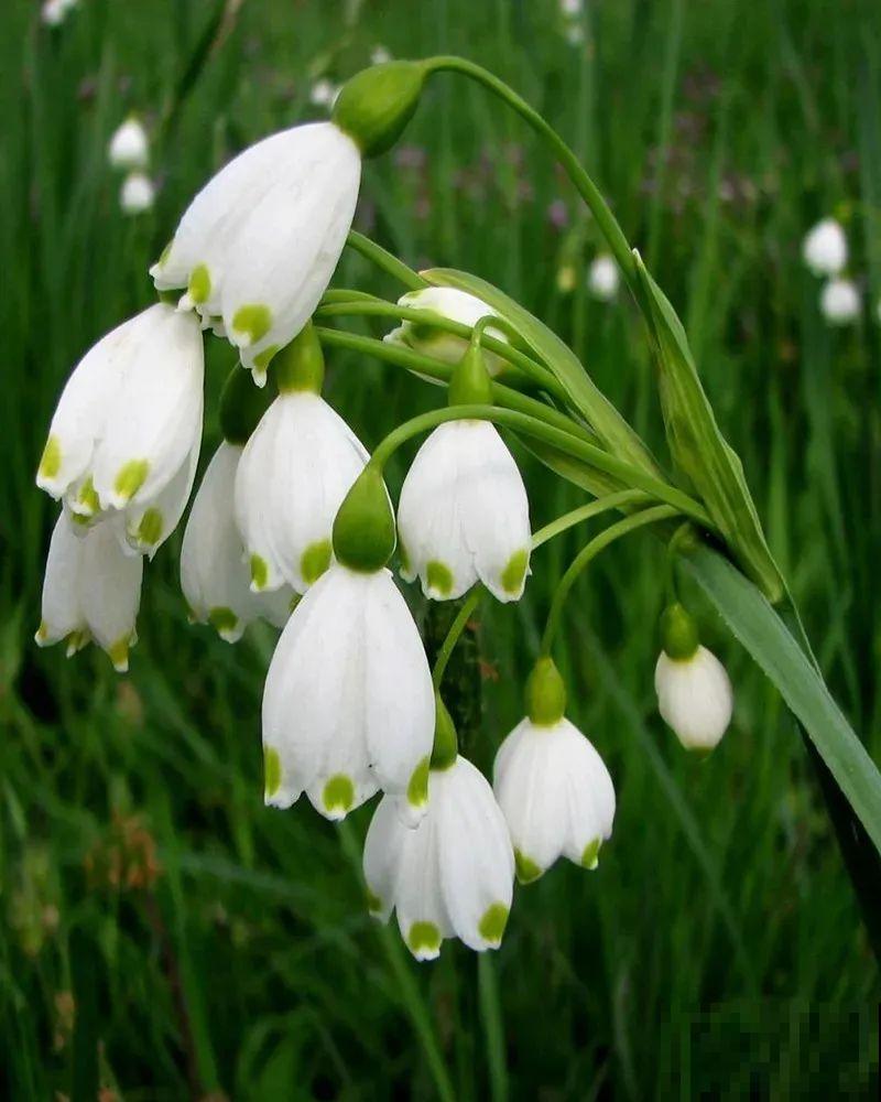 家里养盆“小铃铛”,开花洁白素雅,还超耐寒 家里养盆“小铃铛”,开花洁白素雅,还超耐寒