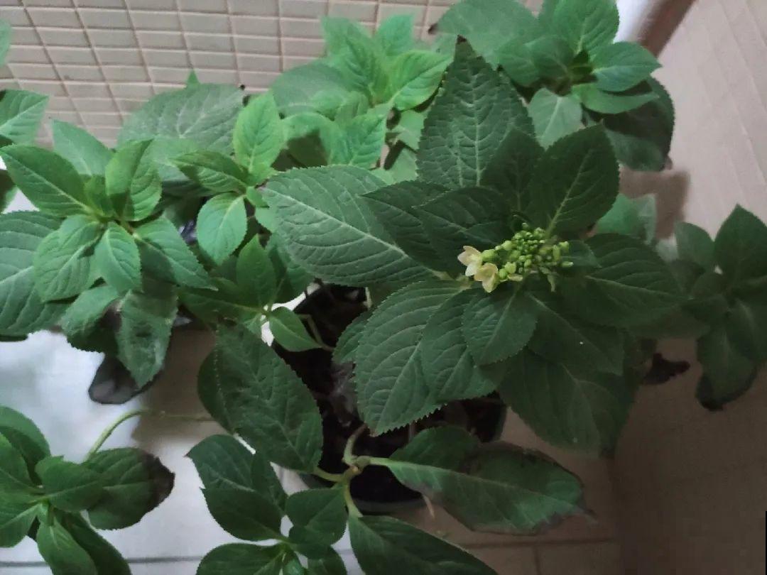 5种花不能长太高，一长高就砍，否则再也不开花！