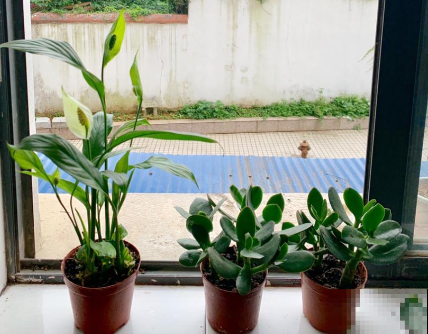 家里有这6种花,赶紧擦点啤酒,叶子长得黑绿油亮! 家里有这6种花,赶紧擦点啤酒,叶子长得黑绿油亮!