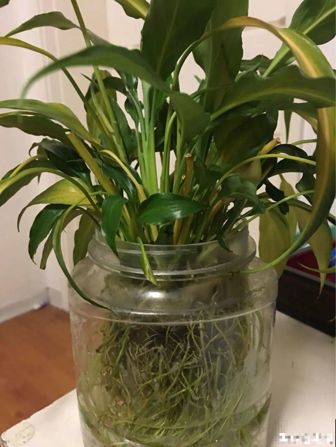 5种花,卧室不能养,离太近都不好! 5种花,卧室不能养,离太近都不好!