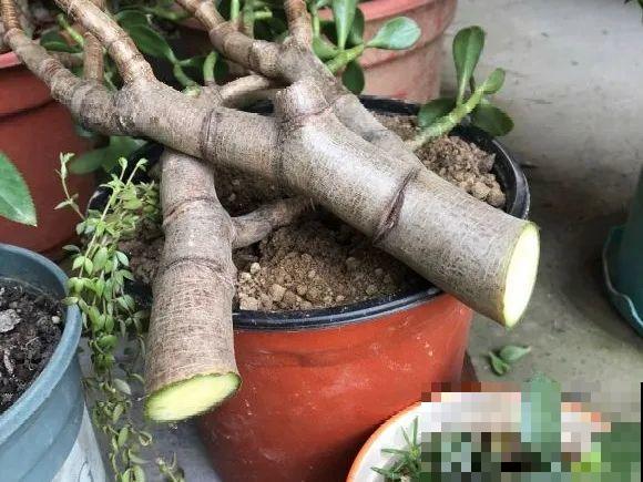 6种花扦插,杆子越粗越好活,根长成大扫把! 6种花扦插,杆子越粗越好活,根长成大扫把!