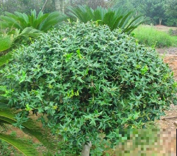 农村最奇特的植物，叶子长满刺，种门口可以防贼！