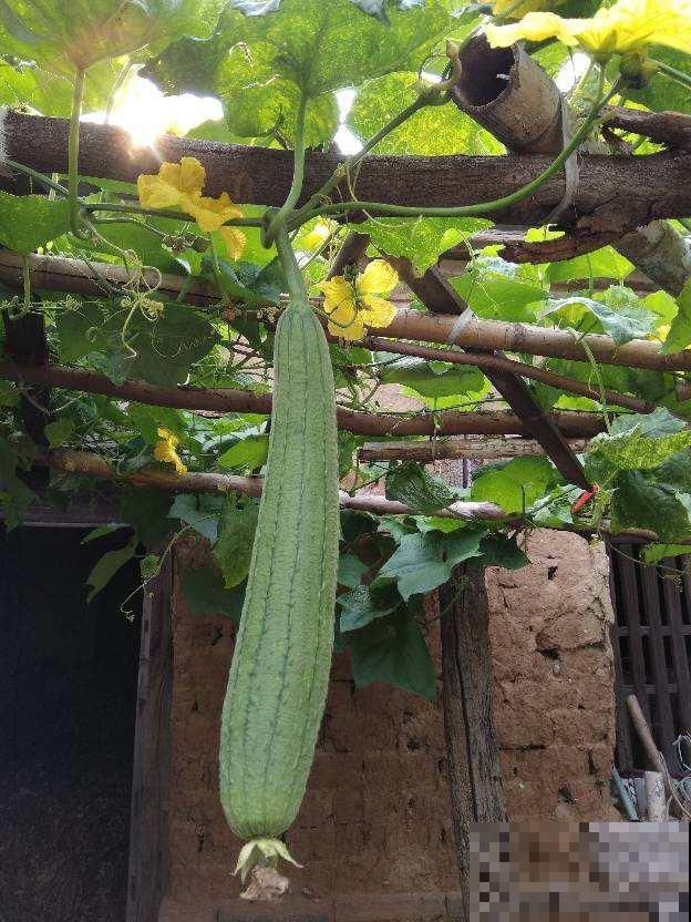 阳台种菜,这些菜不能挨着种,不然肯定长不好! 阳台种菜,这些菜不能挨着种,不然肯定长不好!