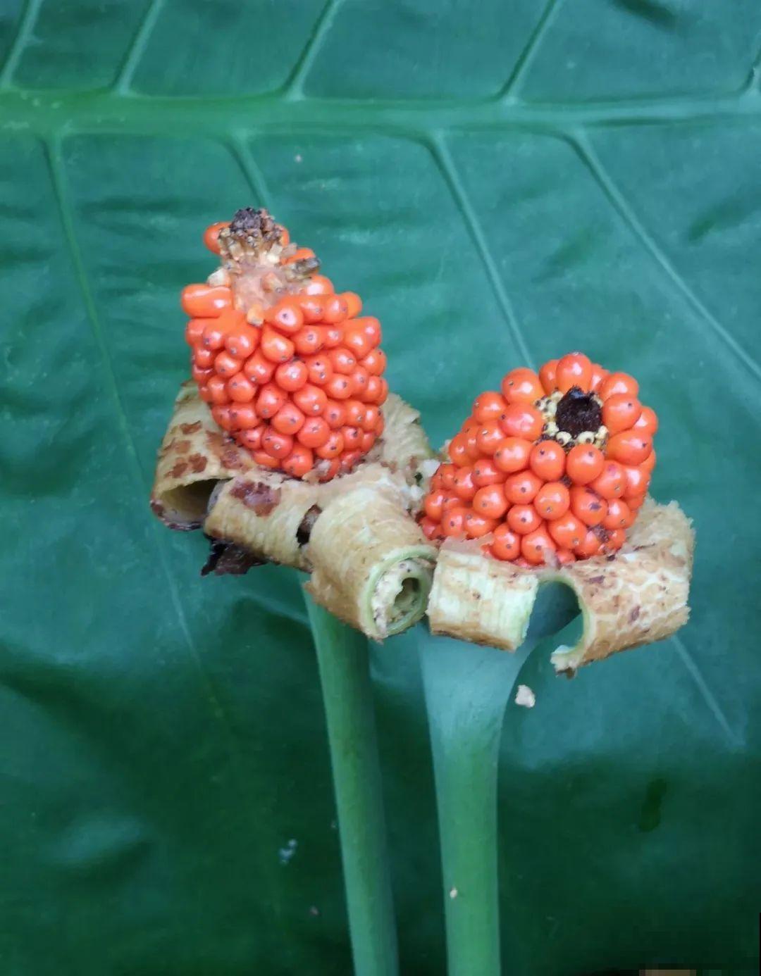 10种花有剧毒,遇到千万别乱碰,小心中毒! 10种花有剧毒,遇到千万别乱碰,小心中毒!