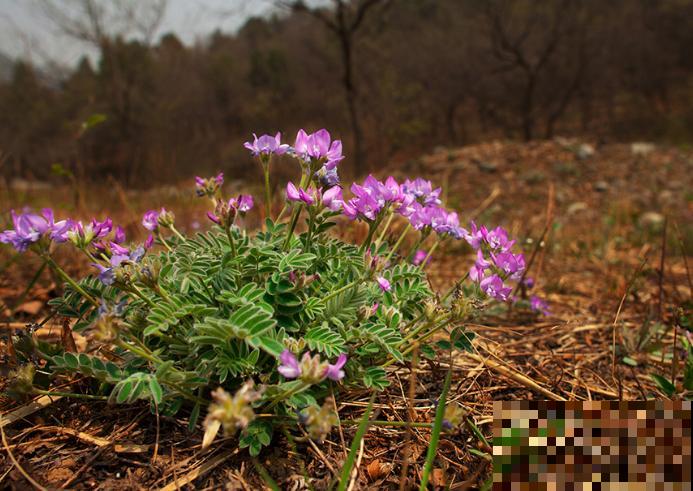 路边一种野花,能开2~3年不落,花瓣永不褪色! 路边一种野花,能开2~3年不落,花瓣永不褪色!