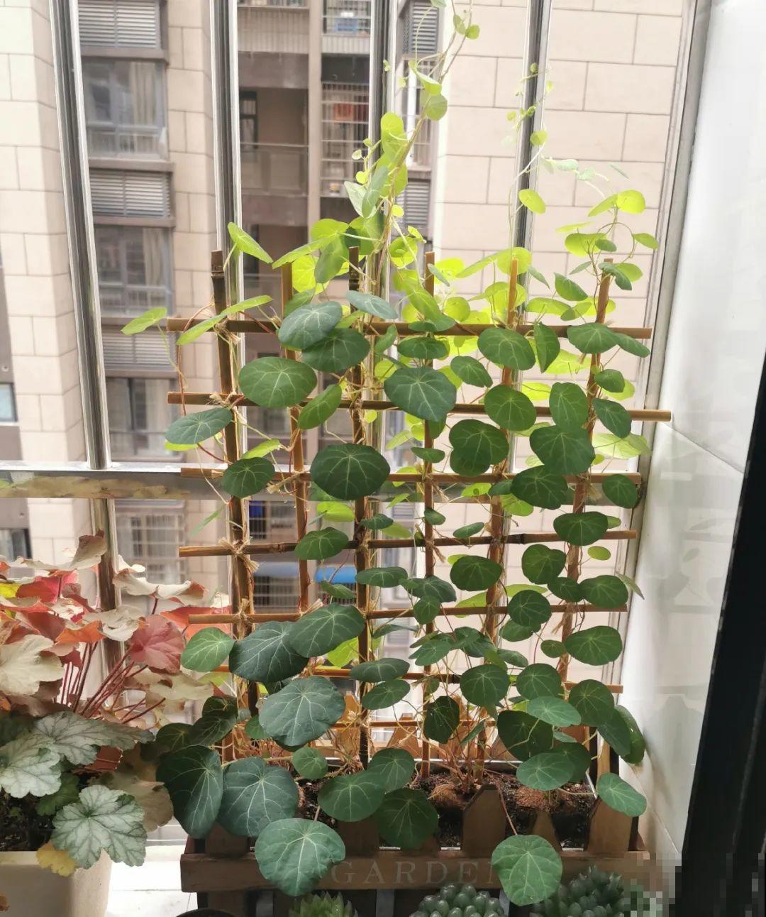 不起眼的6种花，泡茶喝，原来对身体这么好！