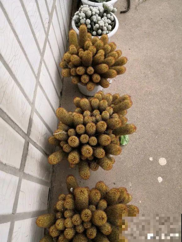 这花3年没浇水，却疯长得把盆撑爆，懒人福利啊！