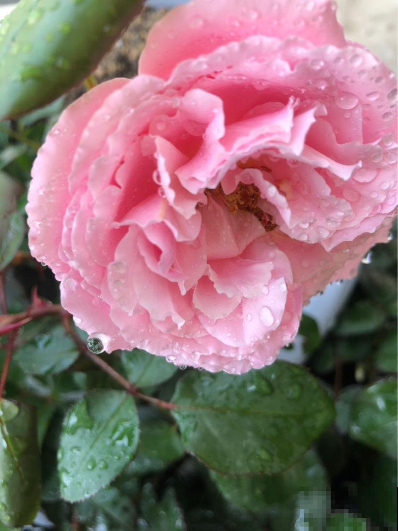 养花用这种土,花都“憋死了”,赶紧换盆 养花用这种土,花都“憋死了”,赶紧换盆