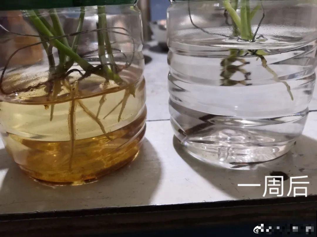 花盆里埋一捆电线，竟然再也不黄叶，花还蹭蹭开爆！