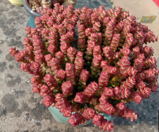 养了5年多肉,从小白变成大神,这些经验送你了! 养了5年多肉,从小白变成大神,这些经验送你了!