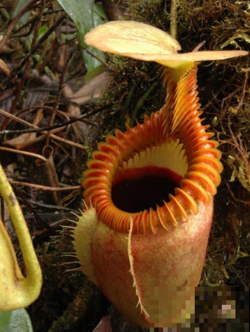 植物也“吃肉”,这种猪笼草可以吞掉一只老鼠,可怕! 植物也“吃肉”,这种猪笼草可以吞掉一只老鼠,可怕!