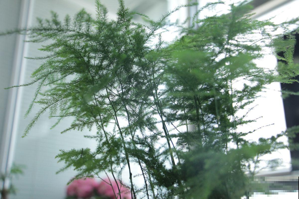 3种花最怕晒,一晒就枯死了,赶紧挪个地儿! 3种花最怕晒,一晒就枯死了,赶紧挪个地儿!