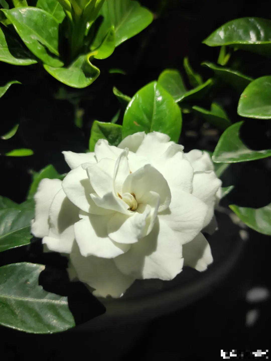 栀子、茉莉原来有5个品种,一个比一个香,叶子带花纹的更值钱! 栀子、茉莉原来有5个品种,一个比一个香,叶子带花纹的更值钱!