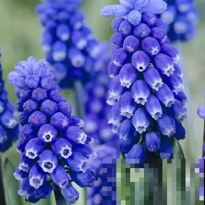 极品小铃铛,养一盆生一窝,冬天也能开花! 极品小铃铛,养一盆生一窝,冬天也能开花!