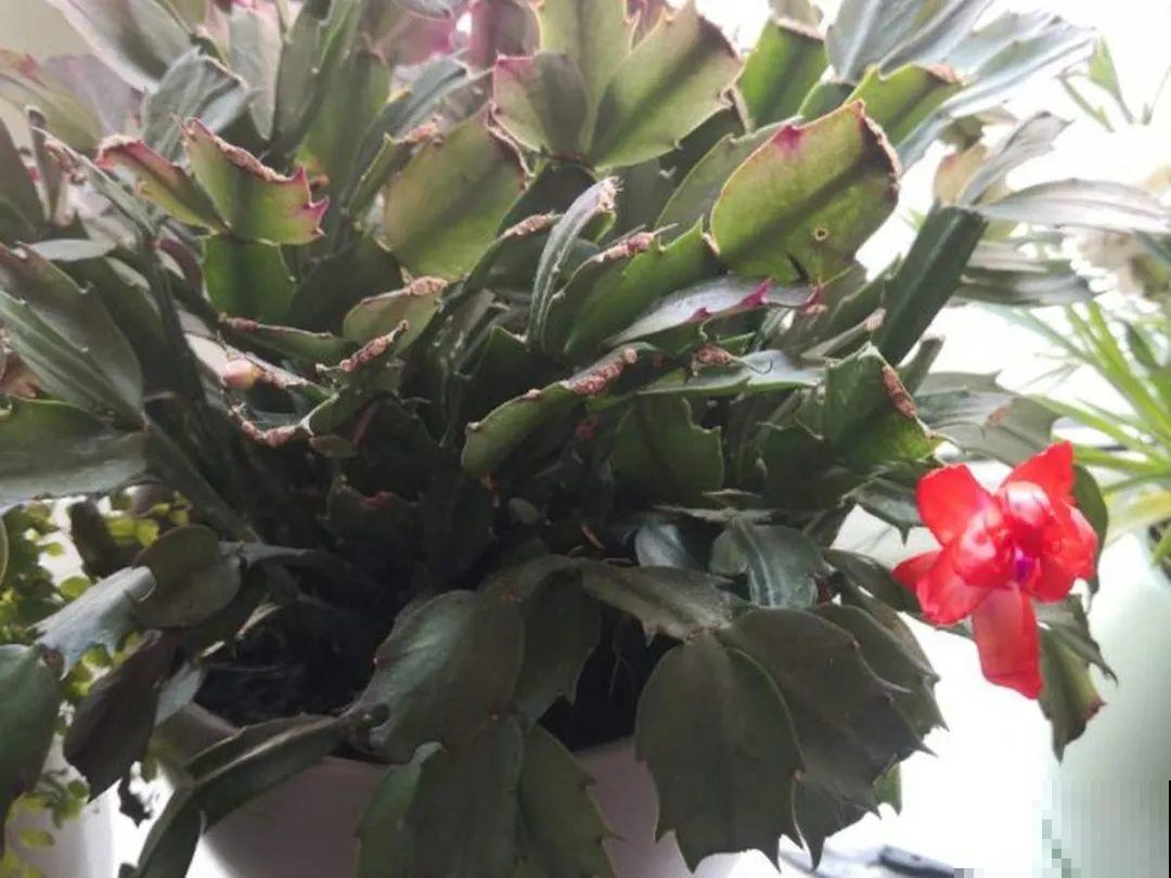 家里有这7种花,少浇水、不能晒,天热要休眠! 家里有这7种花,少浇水、不能晒,天热要休眠!