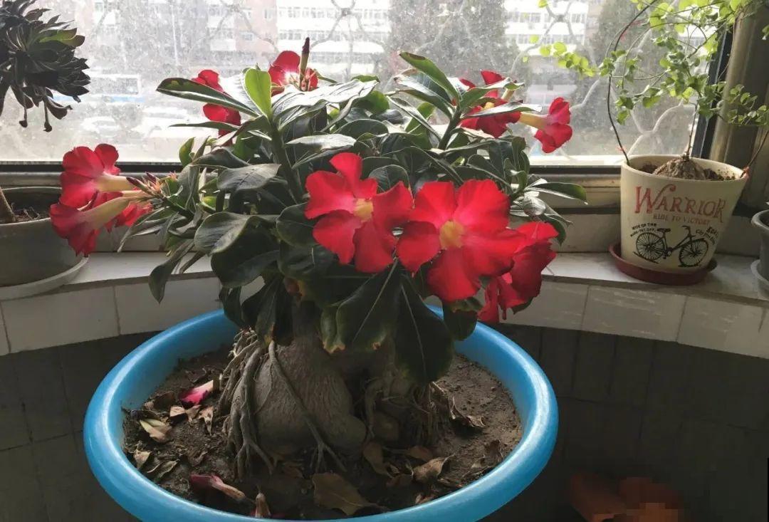 搪瓷盆别丢,拿来养花做合适,根壮叶肥开花爆盆 搪瓷盆别丢,拿来养花做合适,根壮叶肥开花爆盆