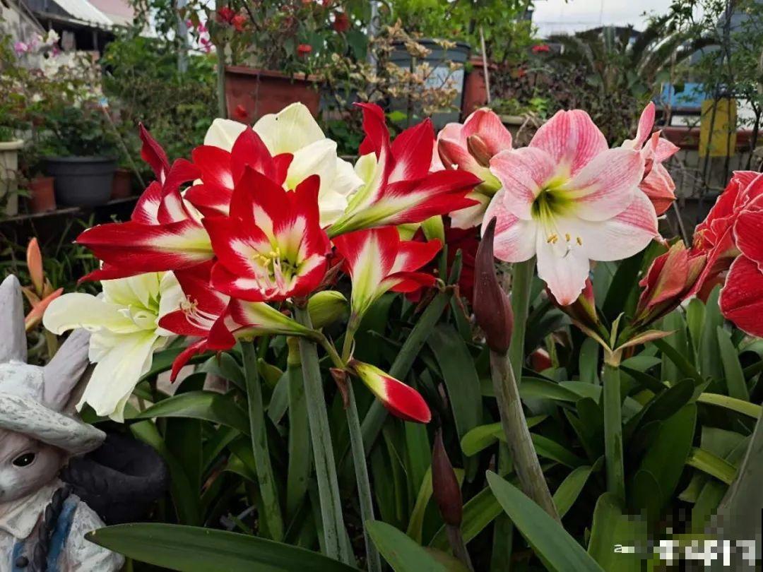 看到这些花,扭头就走,别买,谁买谁吃亏! 看到这些花,扭头就走,别买,谁买谁吃亏!