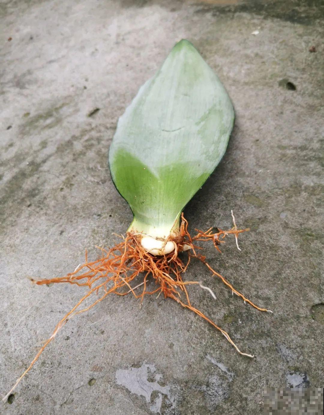 养花要狠得下心,枝条剁八段,呼呼长成新盆栽 养花要狠得下心,枝条剁八段,呼呼长成新盆栽