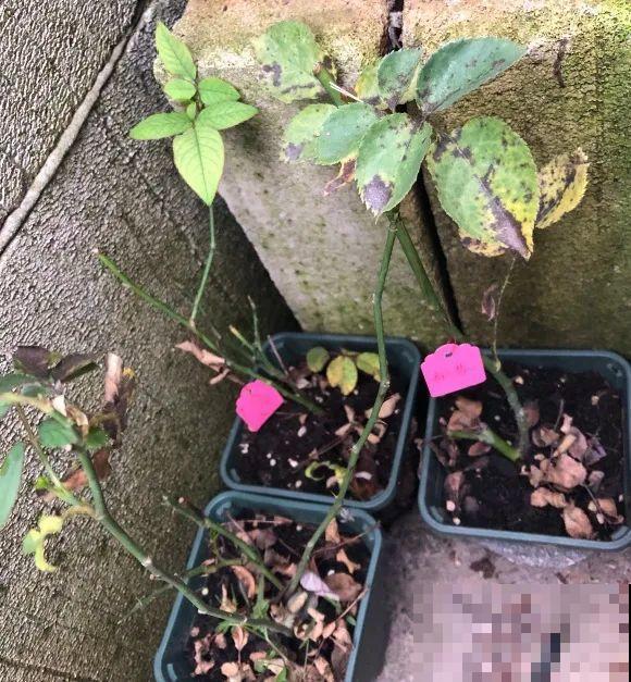 花养成光杆司令，赶紧这么救，3天冒新芽！