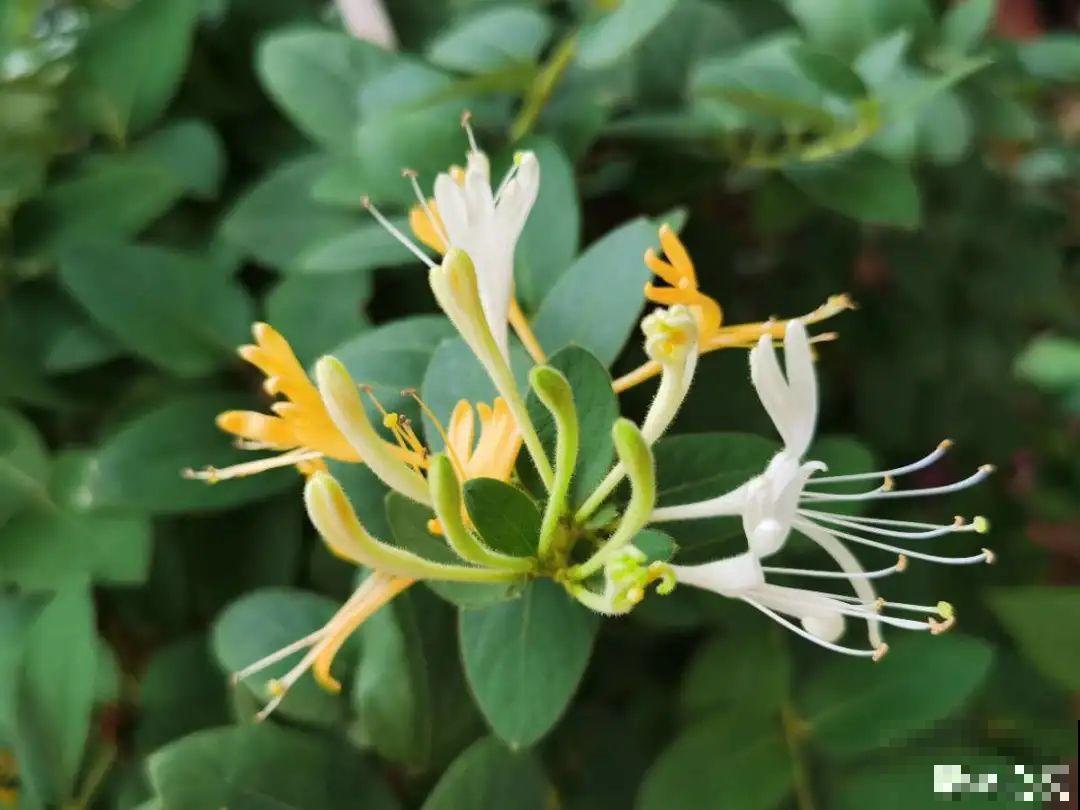 20种香水花,茶花排倒数,第一就是它! 20种香水花,茶花排倒数,第一就是它!