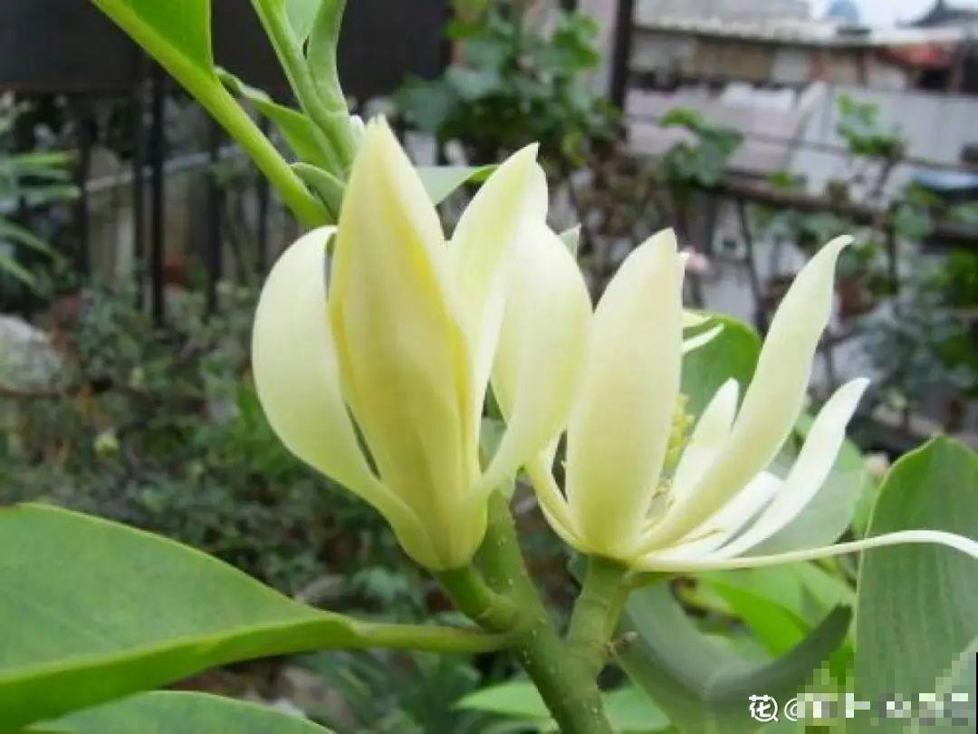 20种香水花,茶花排倒数,第一就是它! 20种香水花,茶花排倒数,第一就是它!