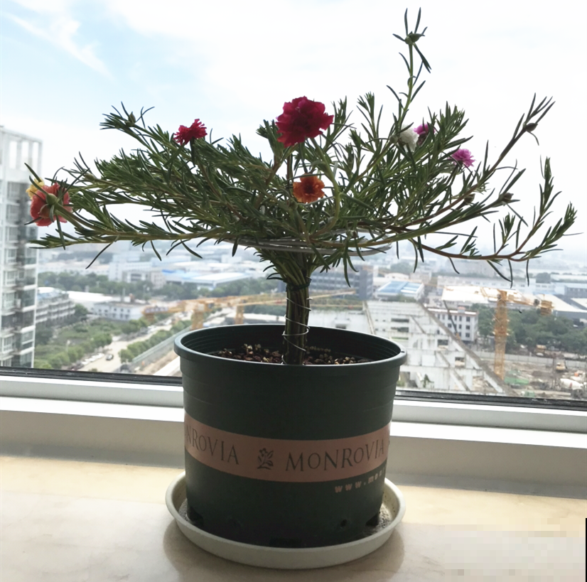 10种花,不怕风吹雨淋,不怕暴晒干旱,四季爆开花,堪称花坚强! 10种花,不怕风吹雨淋,不怕暴晒干旱,四季爆开花,堪称花坚强!