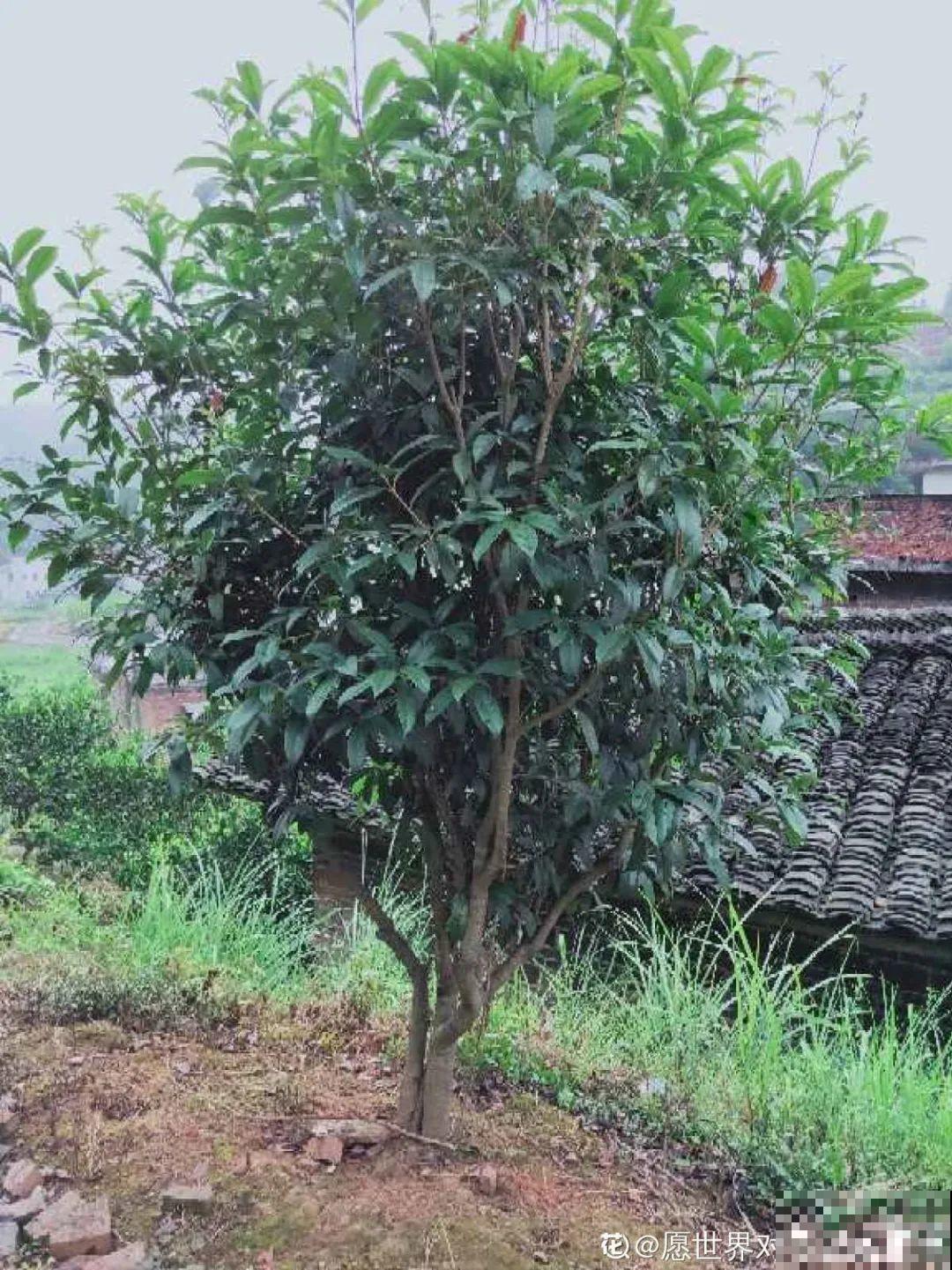 桂花一挪就死,养在大门口,10年就是传家宝! 桂花一挪就死,养在大门口,10年就是传家宝!