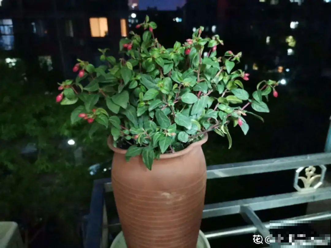 花养成光杆司令，赶紧这么救，3天冒新芽！