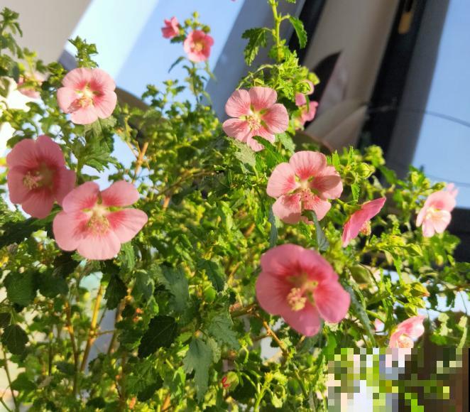 今日入伏，养花别做3件事，不然分分钟枯死！