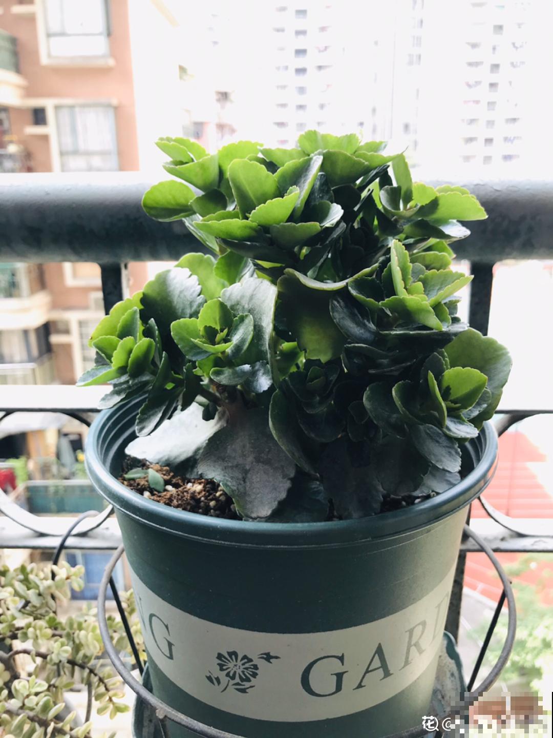 不用施肥打药,这花旱它几个月,疯狂爆花! 不用施肥打药,这花旱它几个月,疯狂爆花!