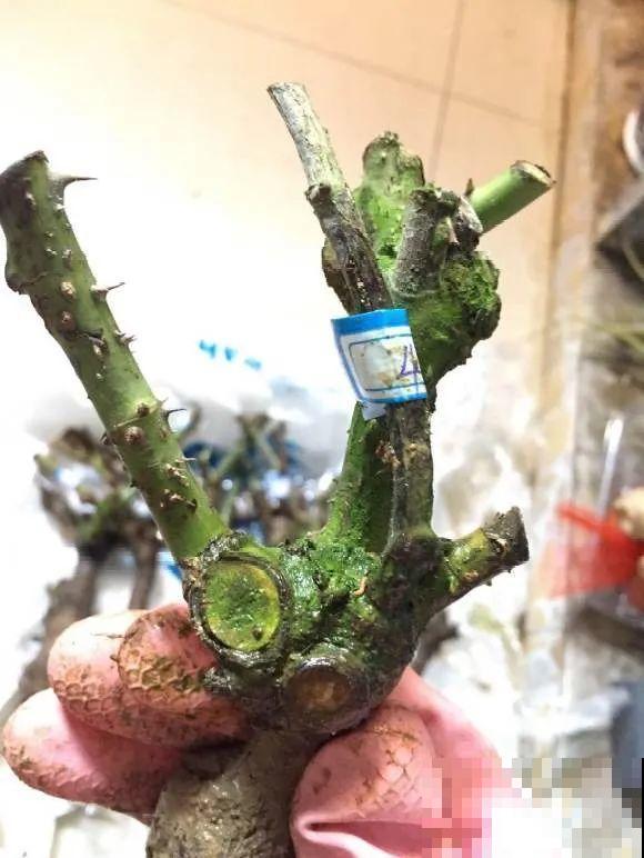 看到这些花，扭头就走，别买，谁买谁吃亏！