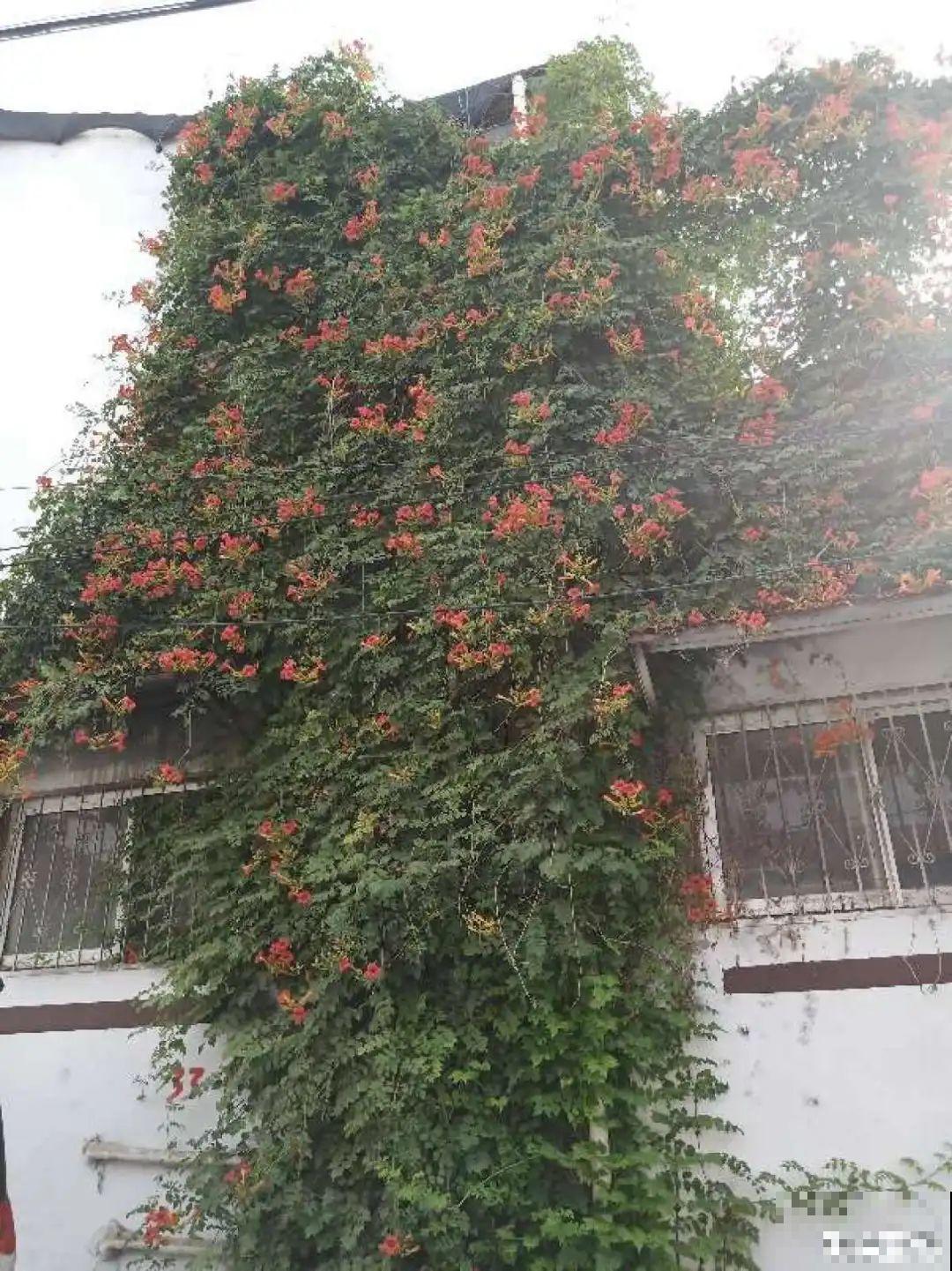 5种花长得特凶猛,房子都被吃掉了! 5种花长得特凶猛,房子都被吃掉了!