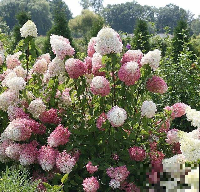 绣球老了不开花,这么养,老桩爆开上千朵花! 绣球老了不开花,这么养,老桩爆开上千朵花!