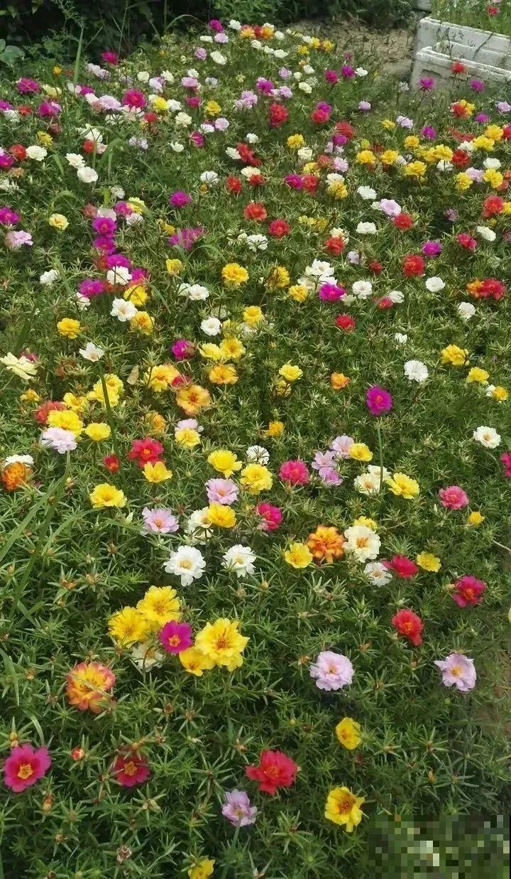 15种花繁殖力强，种子扔土里，呼呼冒出一大片