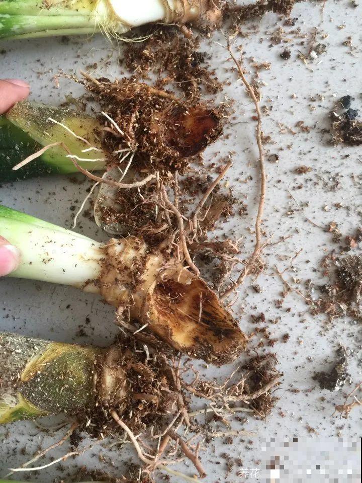 这花3年没浇水，却疯长得把盆撑爆，懒人福利啊！