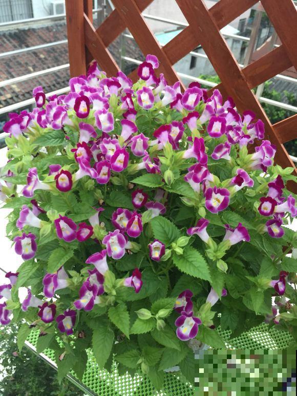 强悍的夏堇花,种一次全年开花,花朵越掐越有! 强悍的夏堇花,种一次全年开花,花朵越掐越有!