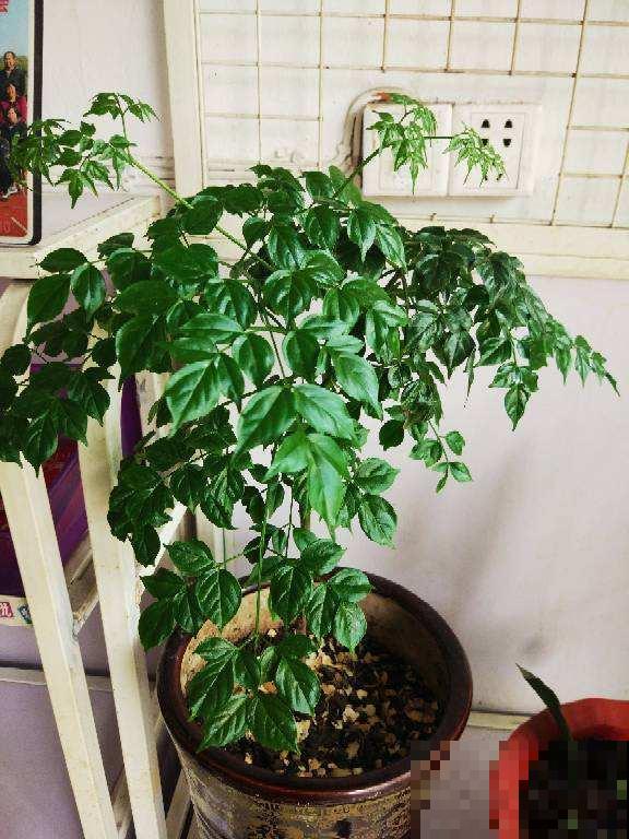 幸福树掉叶子，抓紧开窗通风，多喷水才行