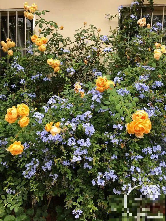 女儿辞职，回家养花，老爸说：15亩地，你负责养花，我负责蔬果！