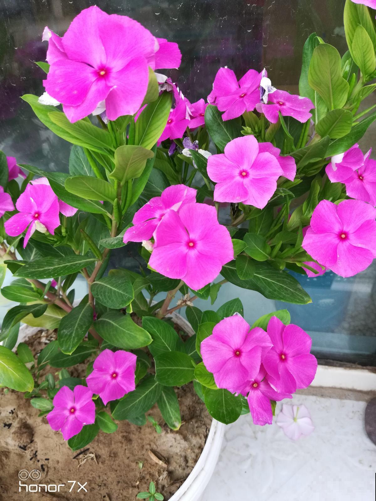 脚踩都不死的花，一开就是一大片，纯属懒人花卉