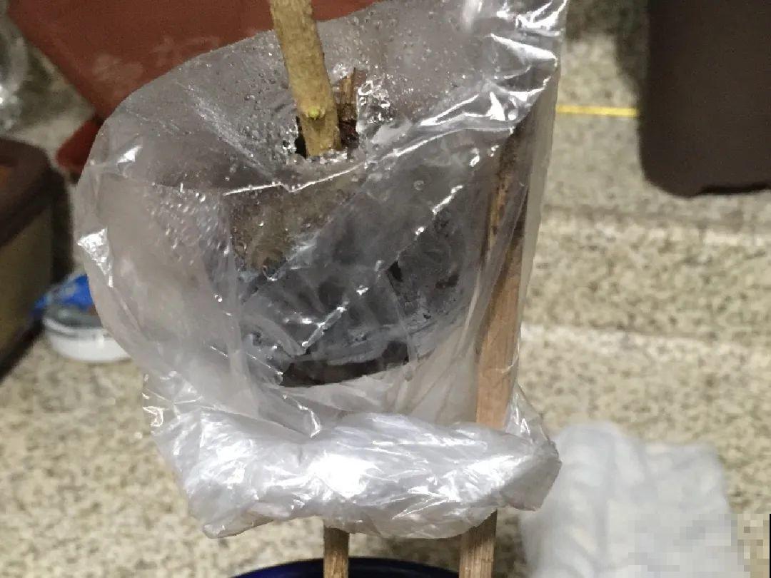茉莉花扦插有机关，砍这一段枝条，插土里3天就活！