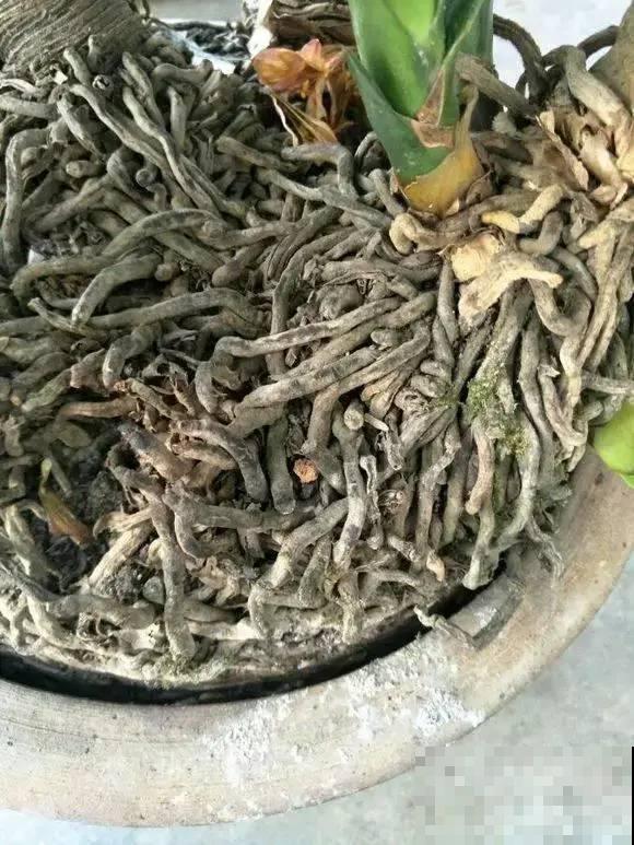 养这花，10年都不用换盆，照样养成传家宝