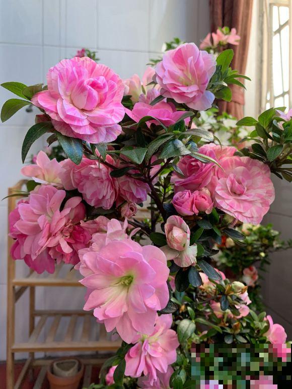 养这些花，就选一个最好的品种，随便养养都爆盆！