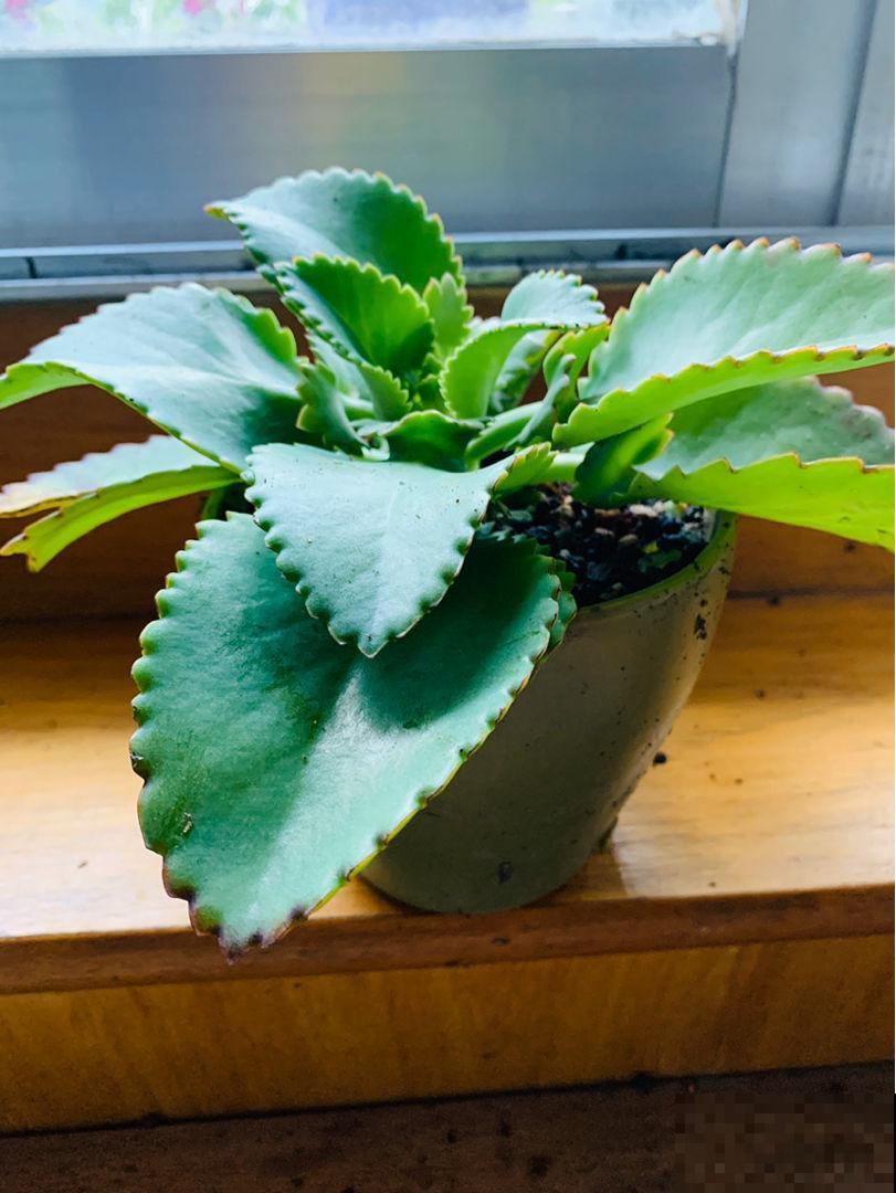 家里养盆不死鸟，叶子落土里就长新芽，繁殖速度堪比生物入侵