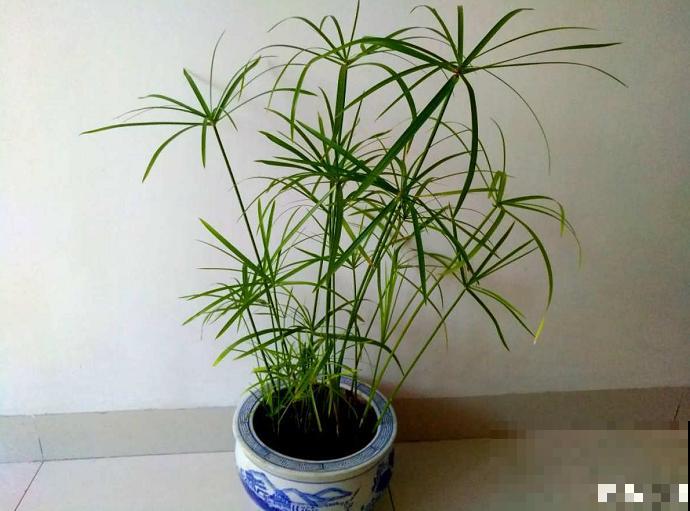 4种小竹子，摆家里上档次，今年特别流行！